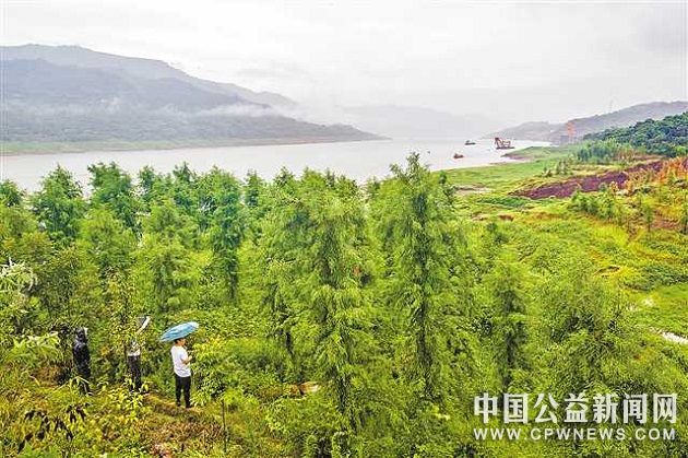 三峡库区消落带"枯木逢春"